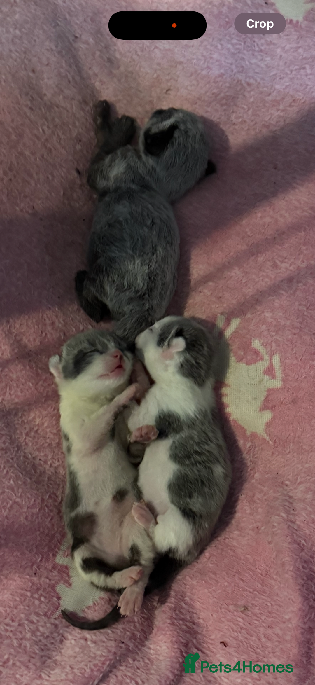 British Shorthair cats for sale: 3 grey beautiful girls  - Image 7
