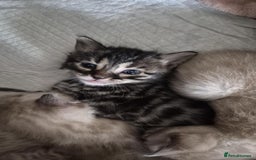 Bengal cats for sale: Kittens for sale  - Image 2
