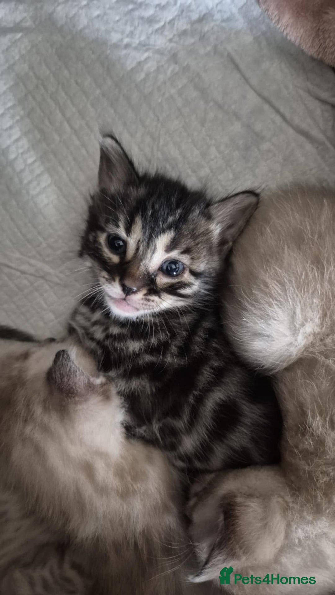 Bengal cats for sale: Kittens for sale  - Image 2
