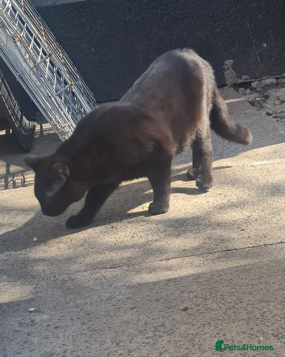 Mixed Breed cats for sale: Beautiful big male 1yr old - Advert 10
