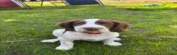 English Springer Spaniel dogs for sale: KC Working ESS puppies Ready to be rehomed now - Advert 11