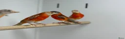 Finches birds for sale: Red siskins - Advert 8