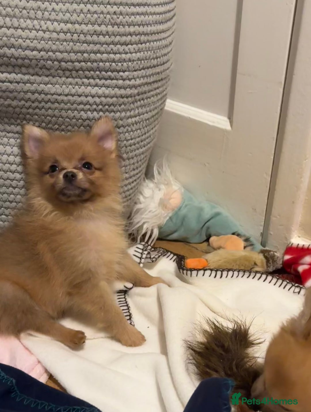 Pomeranian dogs for sale: Pomeranian puppies (Spitz) - Advert 6