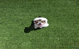 Jack Russell dogs for sale: Tri colour miniature jack russell  - Image 7