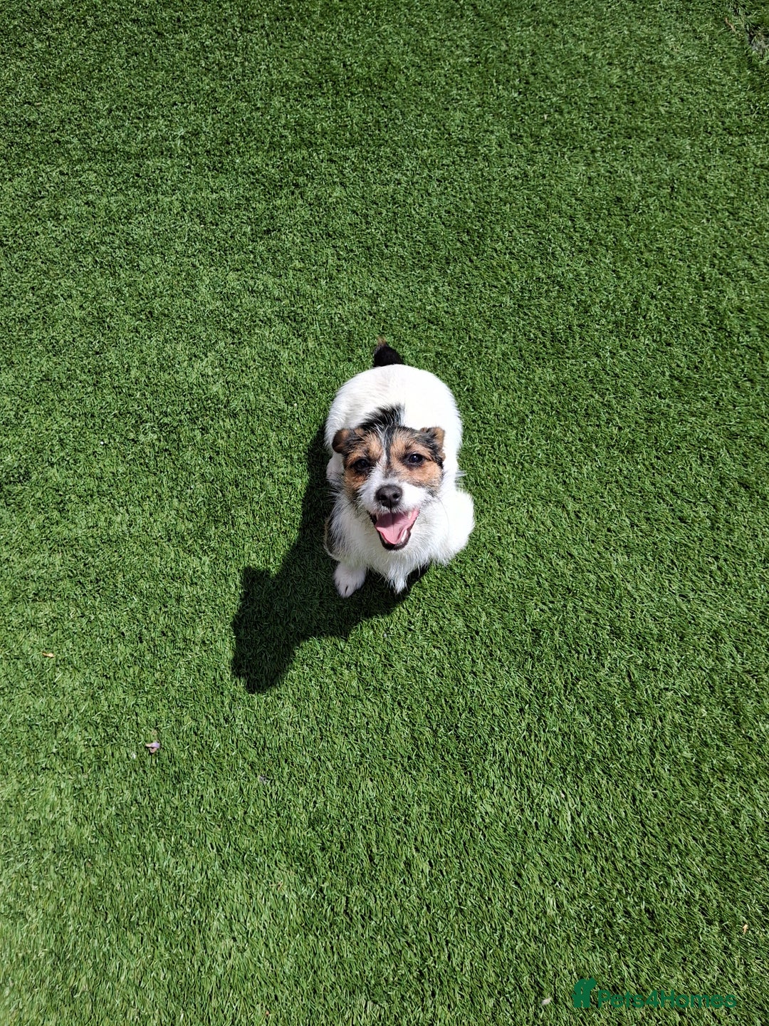 Jack Russell dogs for sale: Tri colour miniature jack russell  - Image 7