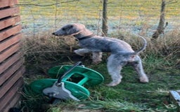 Mixed Breed dogs for sale:  Bedlington, spaniel hybrid  - Image 8