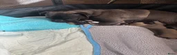 Pug dogs for sale: Purebred Pug Puppies  in Yeovil - Advert 15