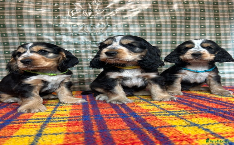 Cocker Spaniel dogs - Advert 12