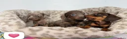 Dachshund dogs for sale: Beautiful dachshund puppies  - Advert 1