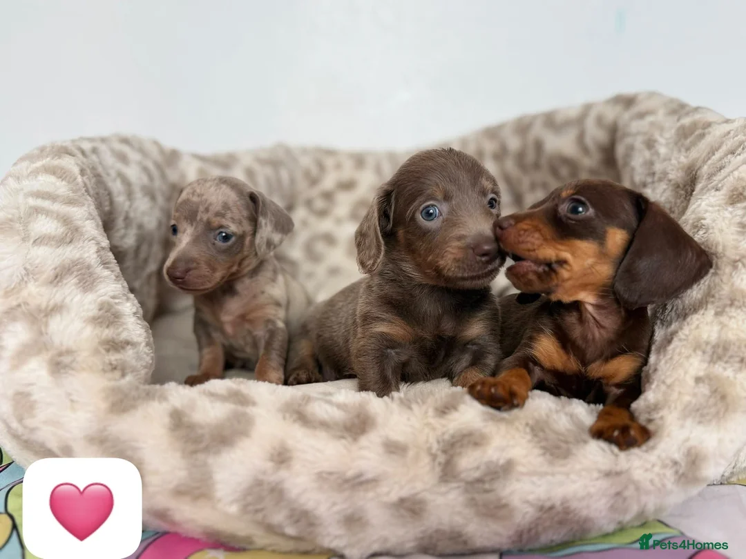 Dachshund dogs for sale: Beautiful dachshund puppies  - Advert 1