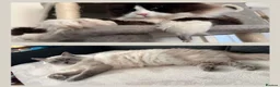 Ragdoll cats for sale: Beautiful Ragdoll Type kittens HCM and PKD free  - Advert 17