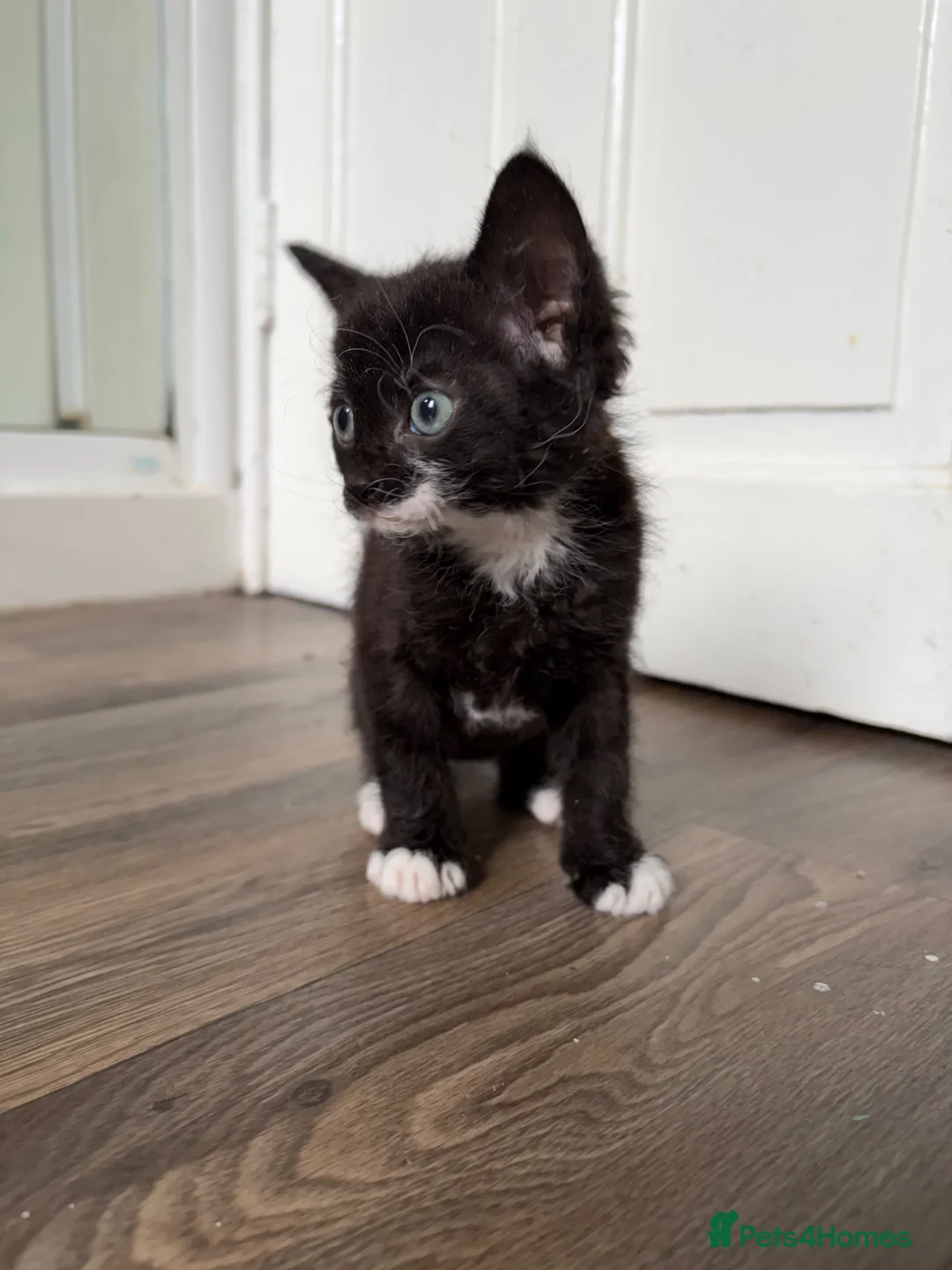 Mixed Breed cats for sale: Black and white boy kitten in Earlston - Advert 6