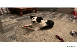 Border Collie dogs for stud: Beautiful border collie for stud -proven in Southampton - Image 9