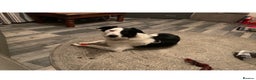 Border Collie dogs for stud: Beautiful border collie for stud -proven in Southampton - Advert 9