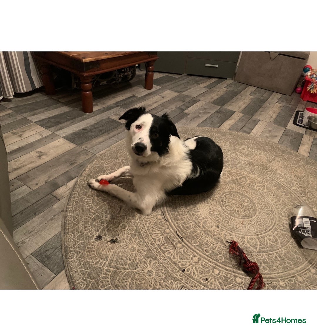 Border Collie dogs for stud: Beautiful border collie for stud -proven in Southampton - Image 9