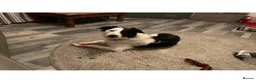 Border Collie dogs for stud: Beautiful border collie for stud -proven in Southampton - Advert 9