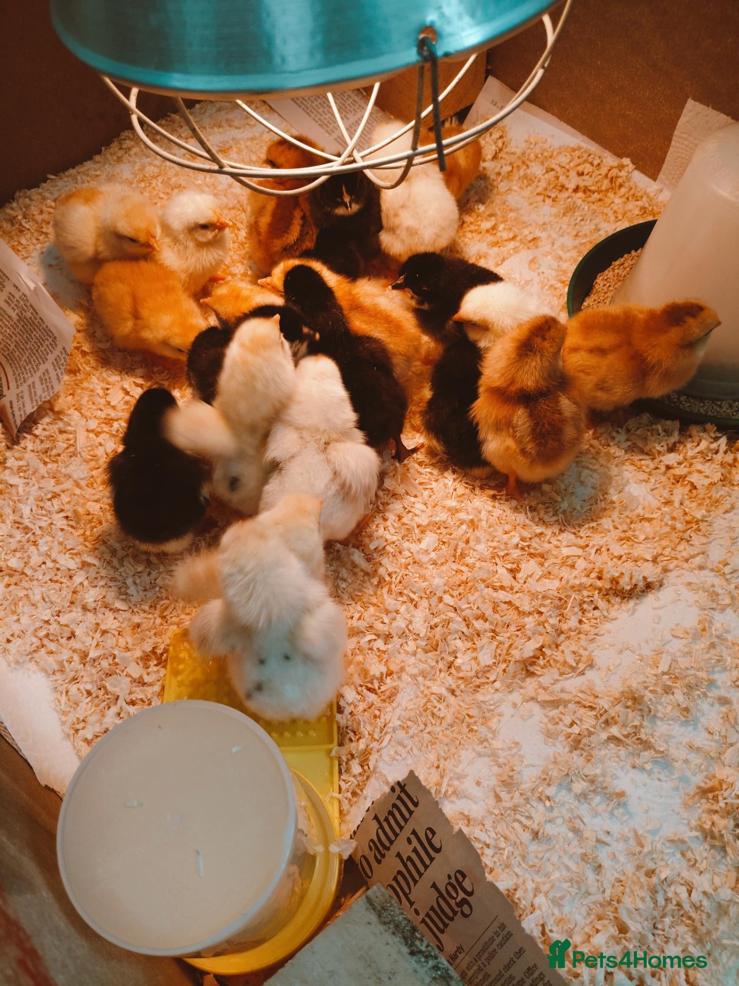 Chickens poultry Mixed gender chicks for sale - Advert 13