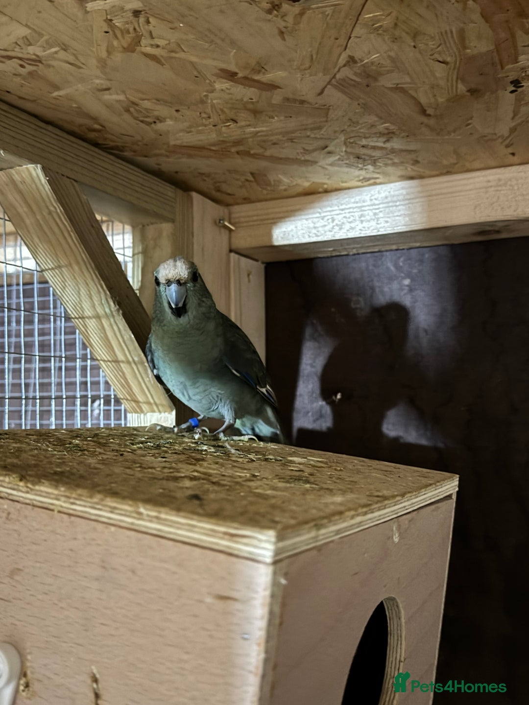 Parakeets birds for sale: Kakariki male dna tested  - Advert 1