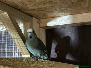 Parakeets birds Kakariki male dna tested - Advert 10