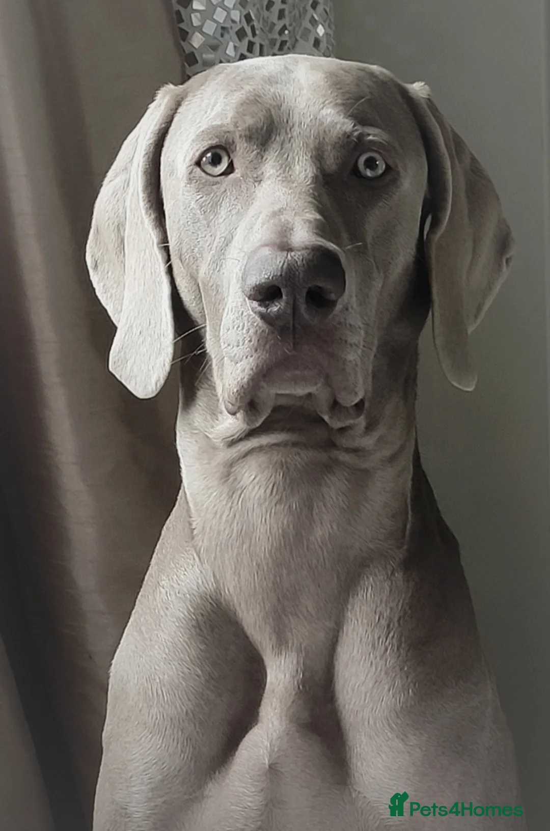 Weimaraner dogs for stud: 🌟Superb🌟Proven🌟Hip Scored🌟KC in Woodbridge - Advert 4