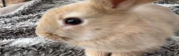 Mini Lop rabbits for sale: Beautiful Mini Lop Baby Rabbits🐇❤️ in Coalville - Advert 7