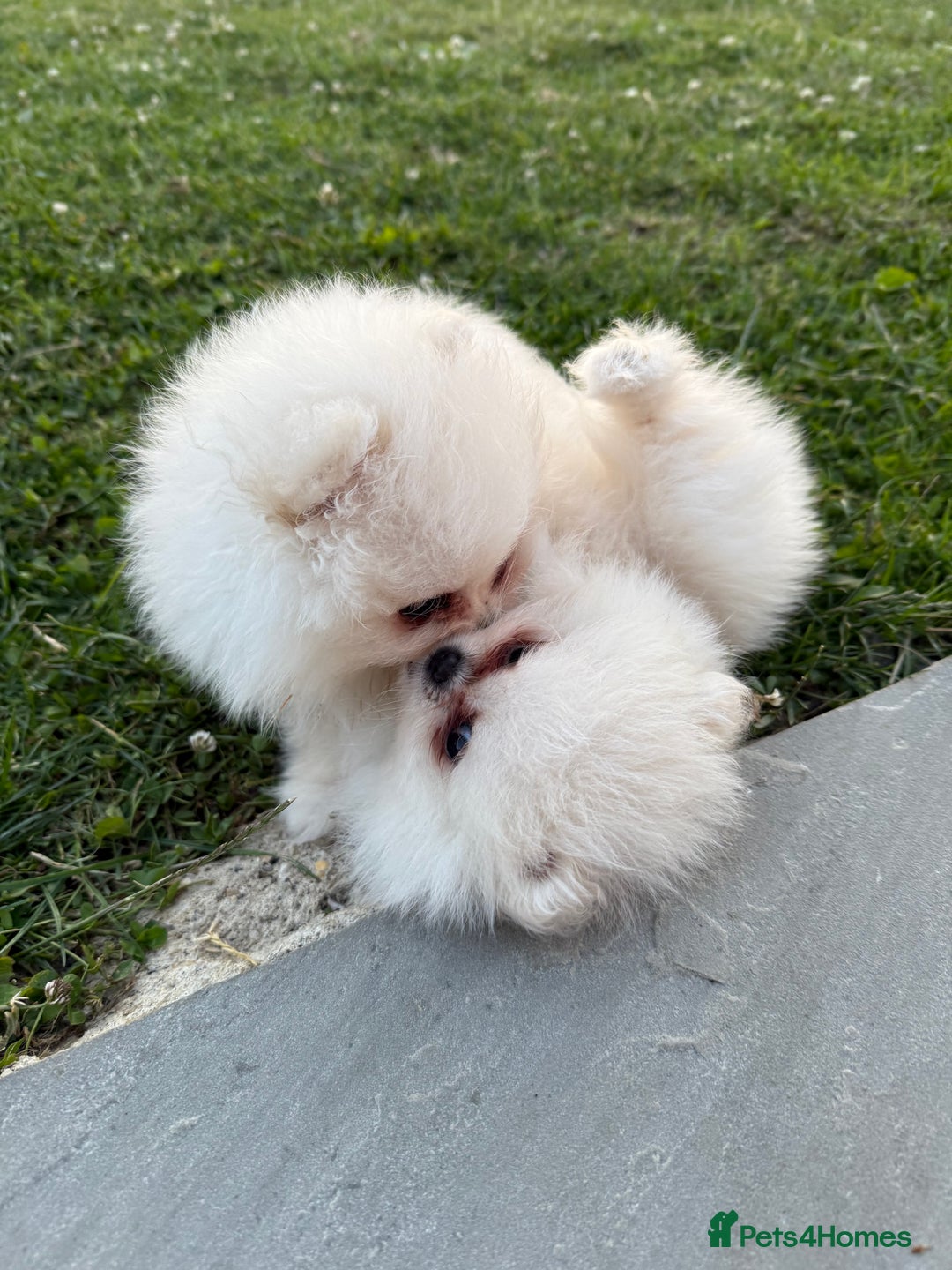 Pomeranian dogs for sale: Minature Pomeranians - Advert 7