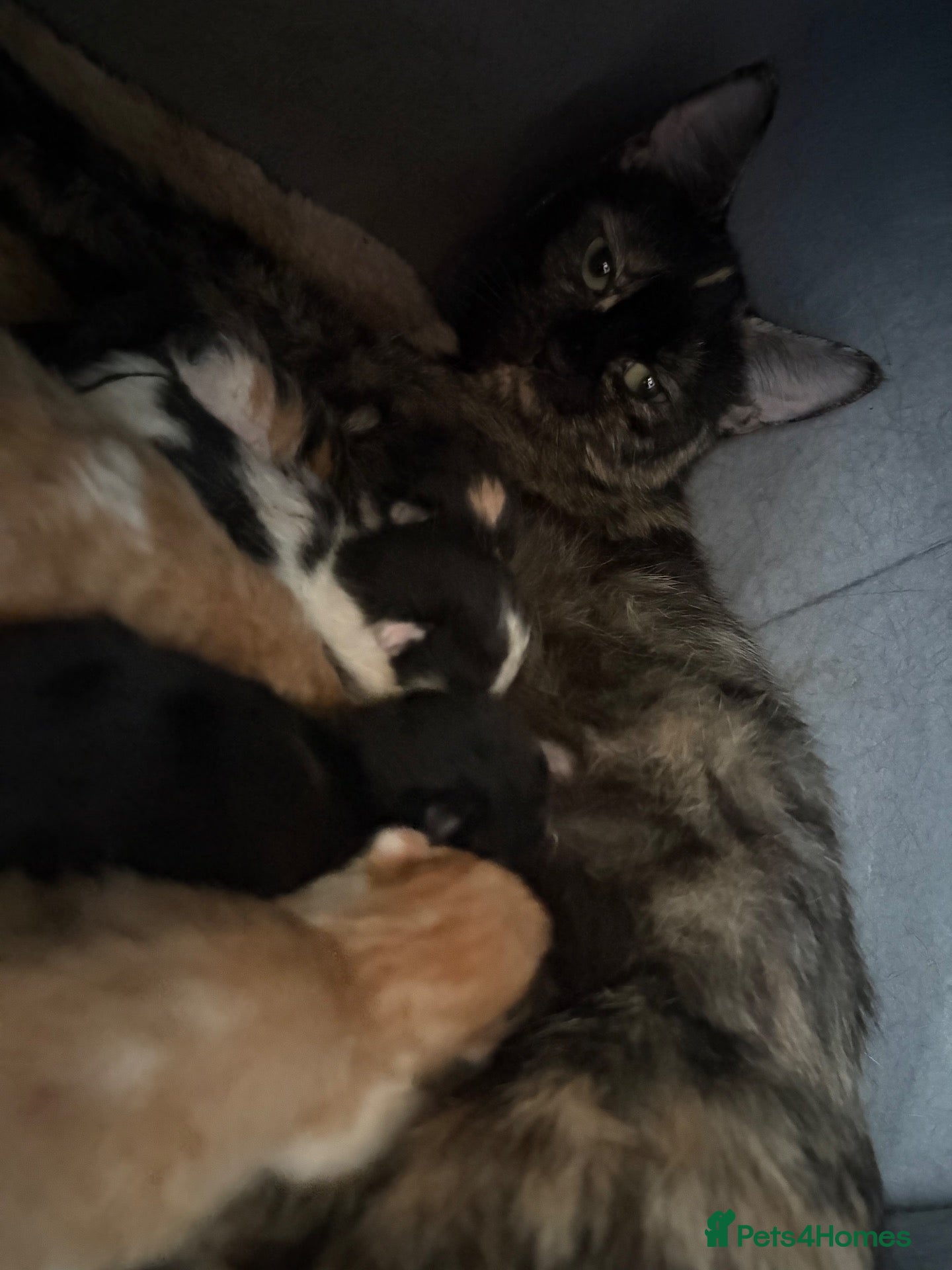 Mixed Breed cats 5 beautiful kittens  - Advert 2