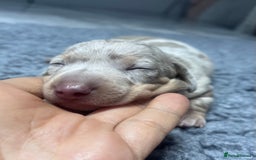 Miniature Dachshund dogs for sale: Miniature Dachshund male puppies  - Image 4