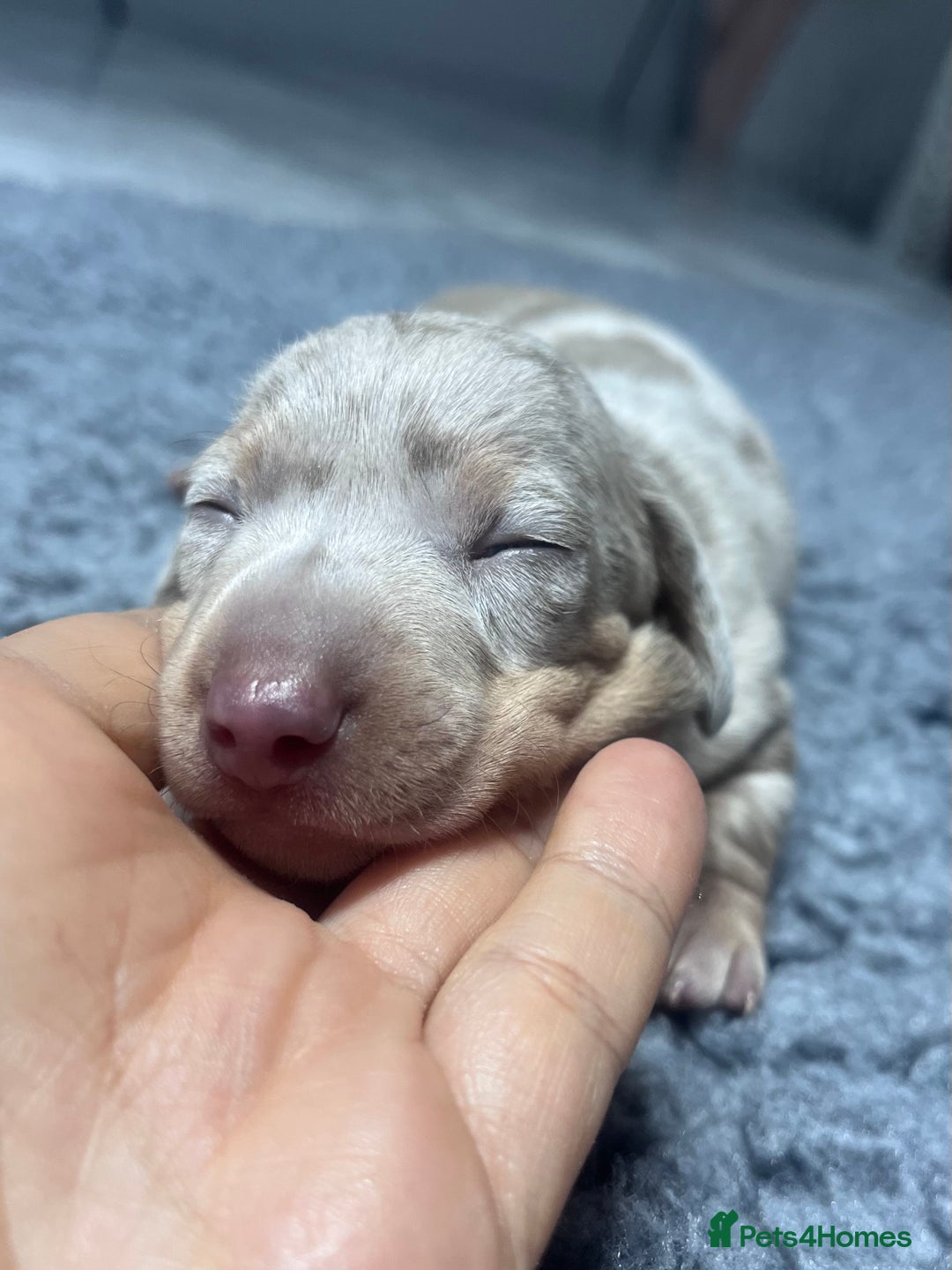 Miniature Dachshund dogs for sale: Miniature Dachshund male puppies  - Image 4