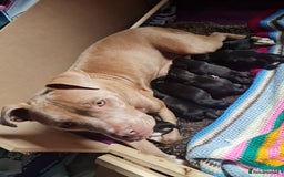 Mixed Breed dogs for sale: Beautiful litter of labrastaffs/staffadors - Image 7