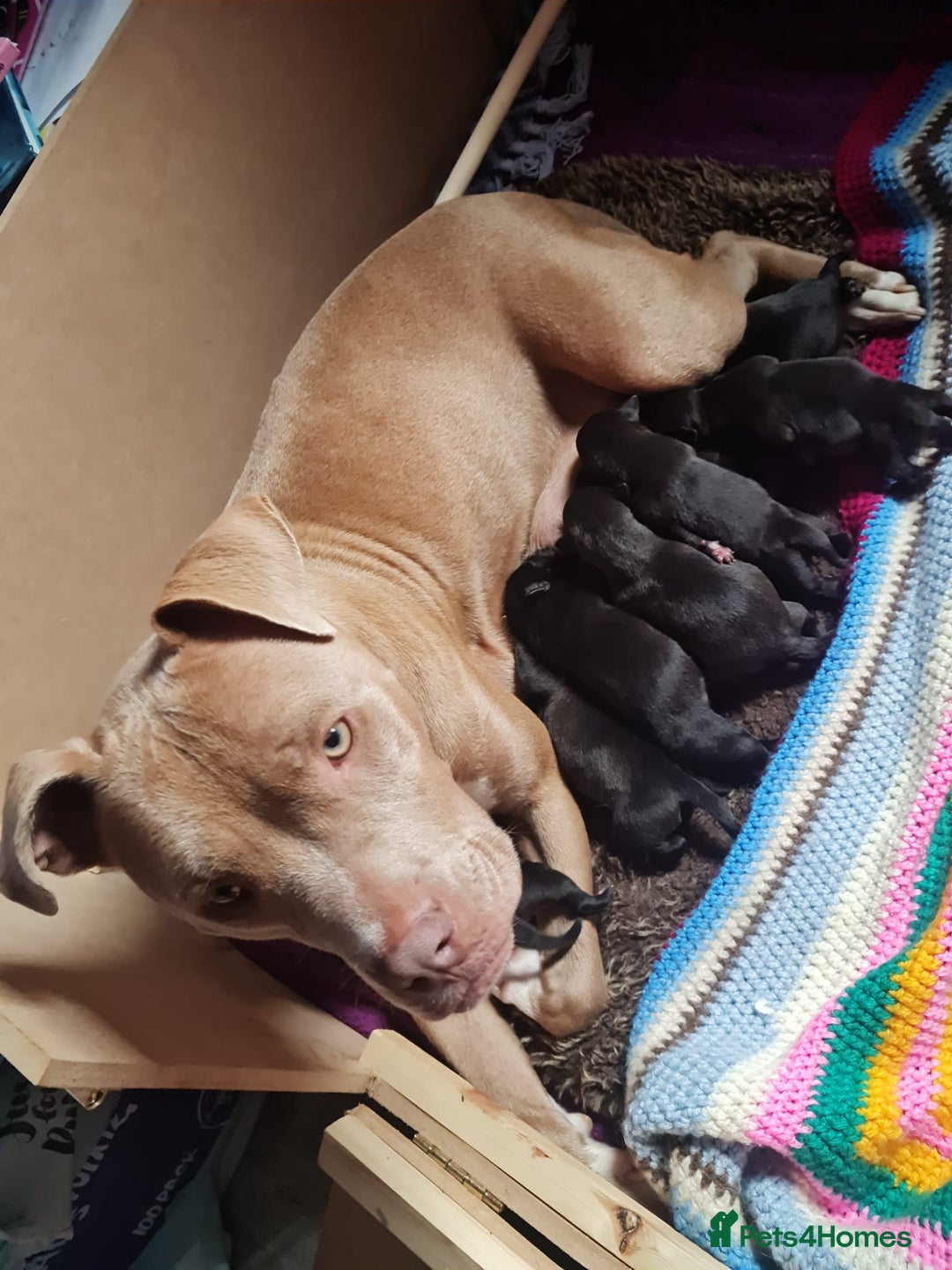 Mixed Breed dogs for sale: Beautiful litter of labrastaffs/staffadors - Image 7
