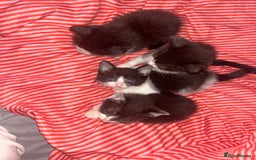 Mixed Breed cats for sale: 4 kittens needing a good home asap. - Image 7