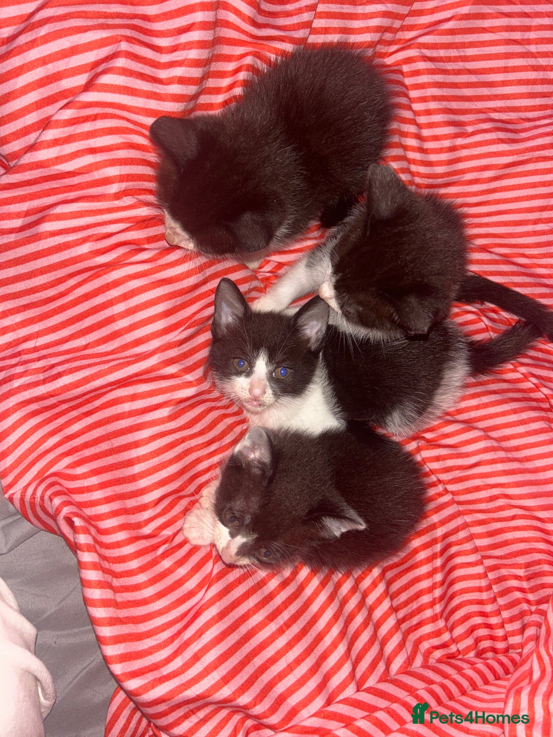 Mixed Breed cats for sale: 4 kittens needing a good home asap. - Image 7