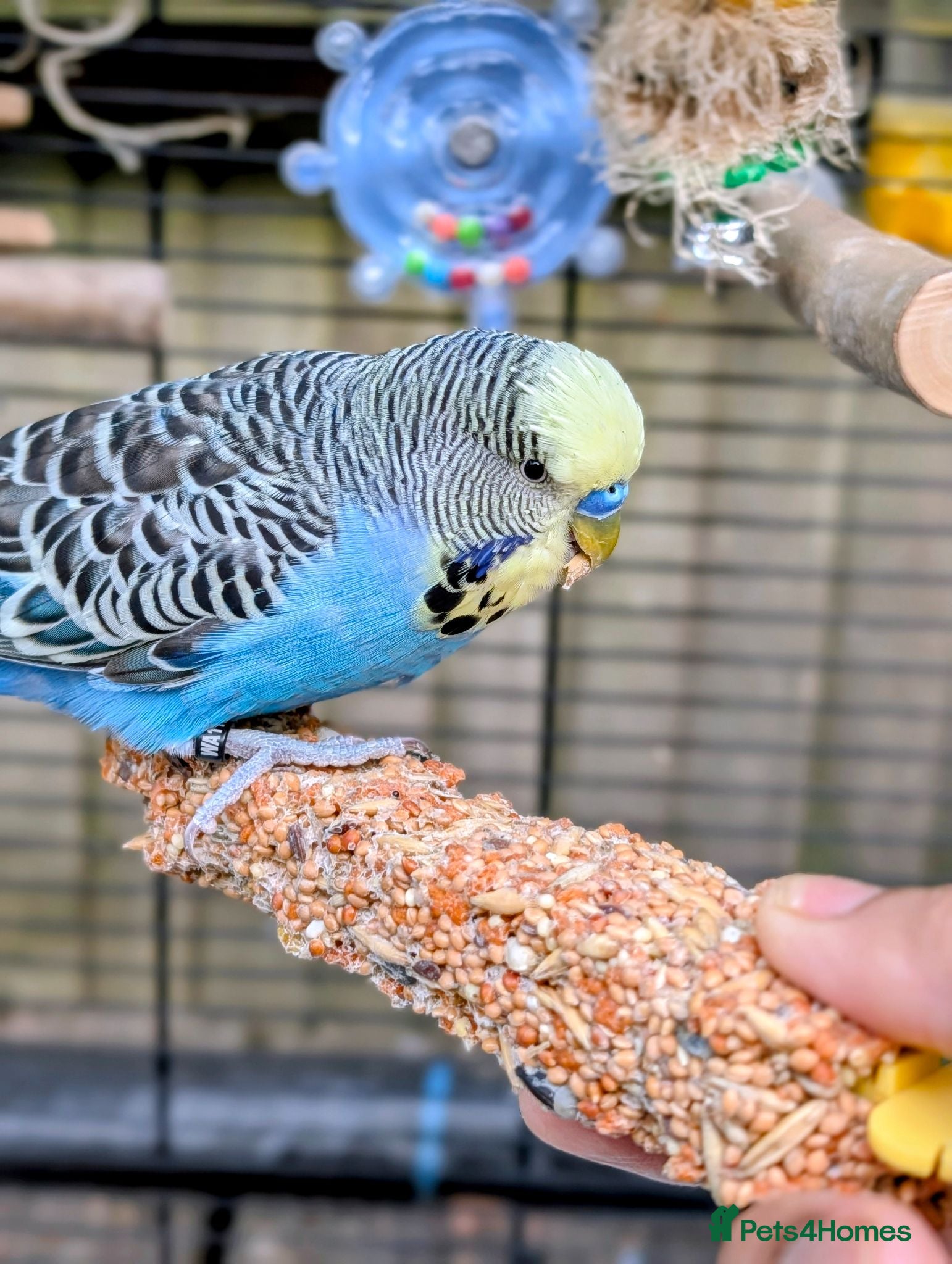 Budgerigars birds Young Male Budgie Looking for a Loving Home - Advert 4