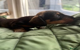 Miniature Dachshund dogs for sale: Miniature wirehaired Dachshund  - Image 3