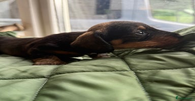Miniature Dachshund dogs - Advert 1