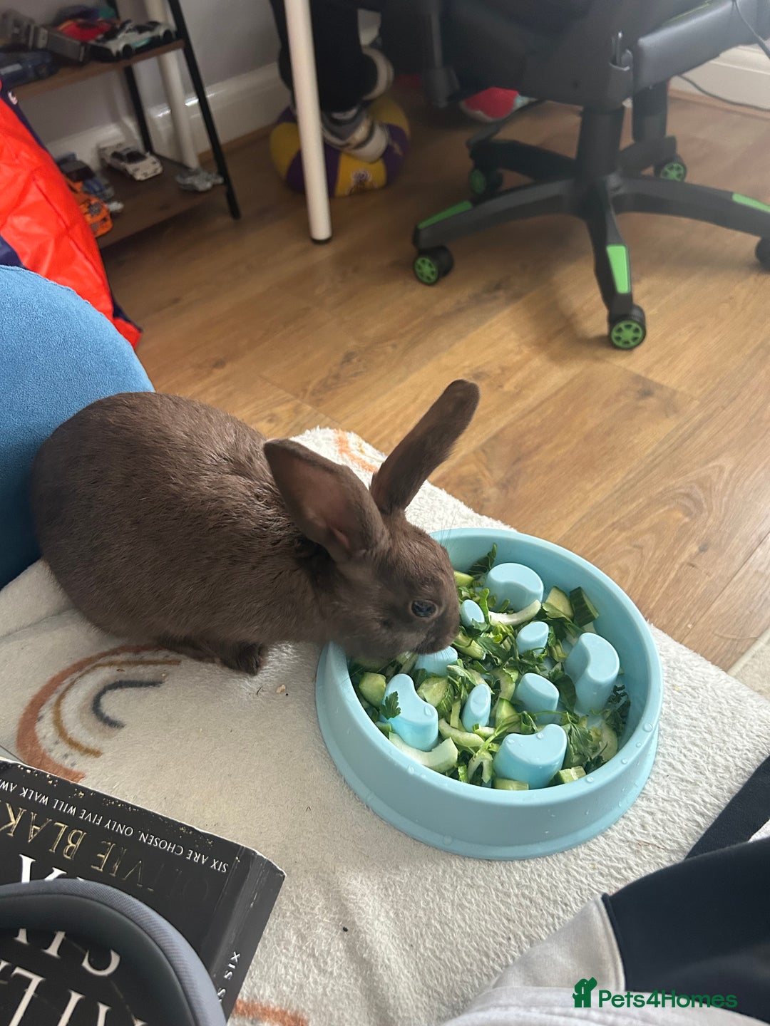 Netherland Dwarf rabbits for sale: Young neverland dwarf rabbit (Ezra)  - Image 2