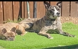 Mixed Breed dogs for sale: Lovely lady looking for good home - Image 12