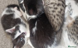 Mixed Breed cats for sale: Gorgeous 🥰 Main Coon cross kittens 🐾 - Image 2