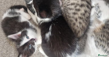 Mixed Breed cats - Advert 12
