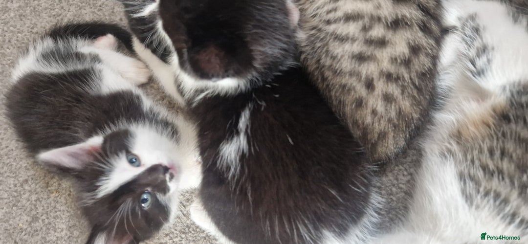 Mixed Breed cats for sale: Gorgeous 🥰 Main Coon cross kittens 🐾 - Image 2