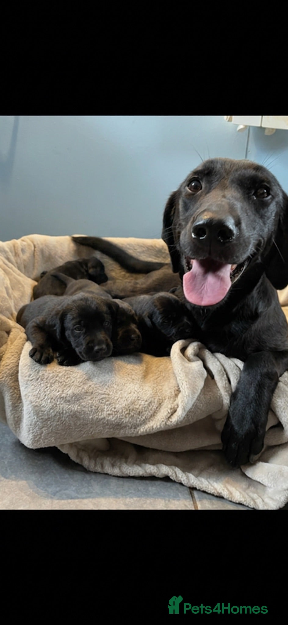Labrador Retriever dogs Wonderful Labrador Pups  - Advert 2