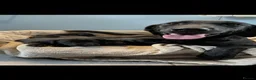 Labrador Retriever dogs for sale: Wonderful Labrador Pups  - Advert 2