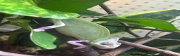 Chameleon reptiles for sale: Pied yeman chameleons  - Advert 3