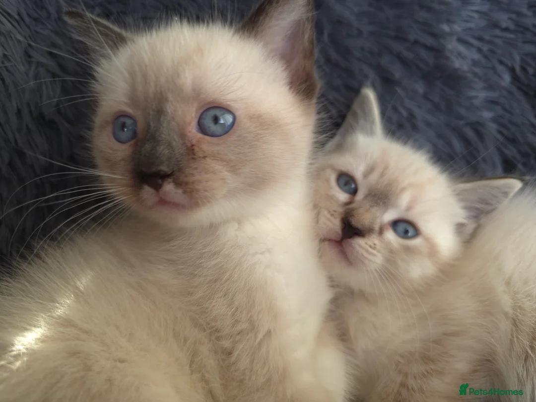 Ragdoll cats for sale: Ragdoll Cross Kittens  - Advert 5