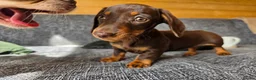 Miniature Dachshund dogs for sale: READY NOW KC GIRL - Advert 8