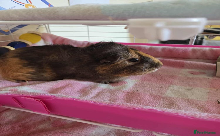 Guinea Pig rodents - Advert 4