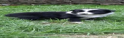 Border Collie dogs for sale: Gorgeous collie pups  - Advert 8