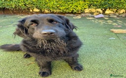 Mixed Breed dogs for sale: Beautiful Newfoundland X Golden Retriever Girl - Image 1