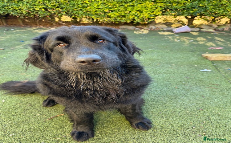 Mixed Breed dogs - Advert 6